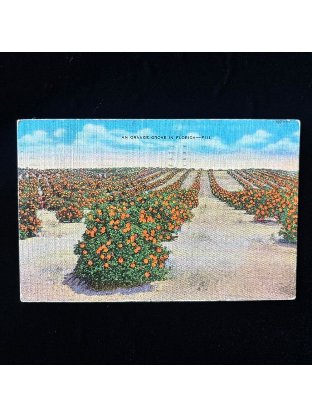 Vintage Postcard 1939 Orange Grove Orlando FL DeLona Duck Inn Social History